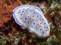 twinchromodoris3_small.jpg