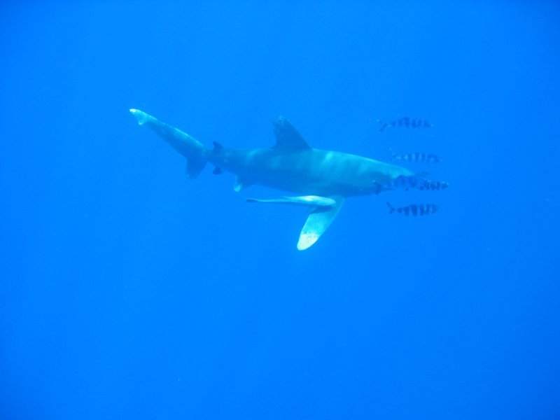 whitetipshark6.jpg