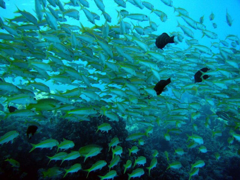 yellowfingoatfish.jpg