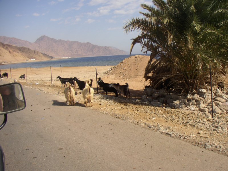 dahab3.jpg